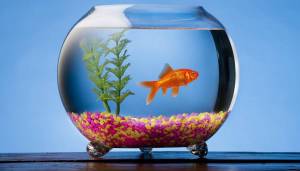 Раскраска аквариум с рыбками #1 #33607