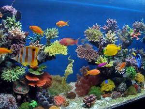 Раскраска аквариум с рыбками #4 #33610