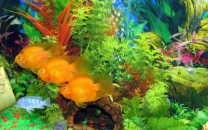 Раскраска аквариум с рыбками #6 #33612