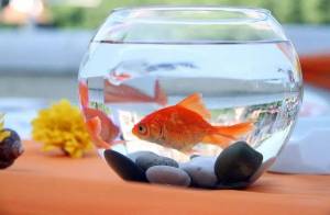 Раскраска аквариум с рыбками #8 #33614