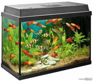 Раскраска аквариум с рыбками #11 #33617