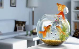 Раскраска аквариум с рыбками #14 #33620