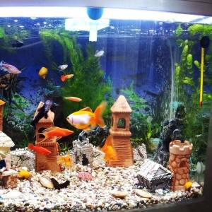 Раскраска аквариум с рыбками #18 #33624