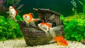 Раскраска аквариум с рыбками #24 #33630