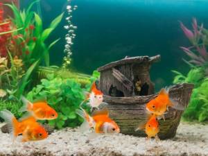 Раскраска аквариум с рыбками #25 #33631
