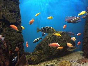 Раскраска аквариум с рыбками #28 #33634