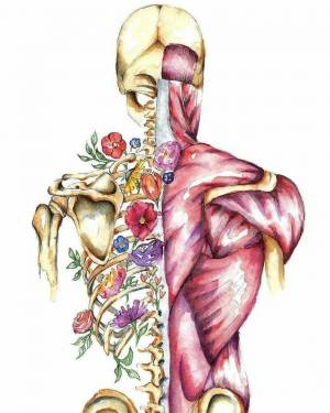 Раскраска анатомия #3 #35164