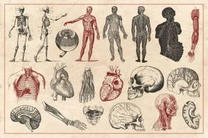Раскраска анатомия #4 #35165