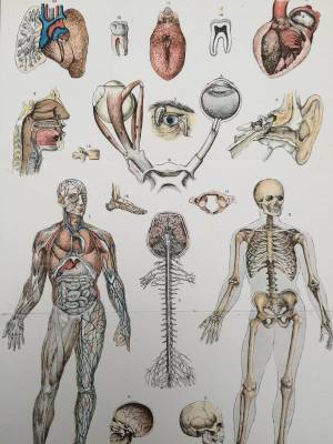 Раскраска анатомия #10 #35171