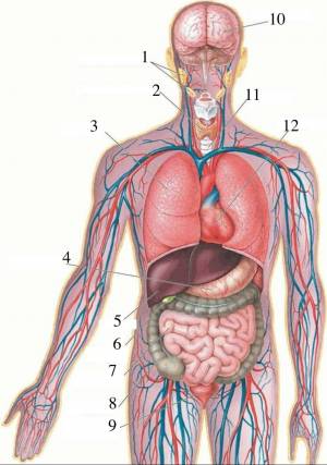 Раскраска анатомия #28 #35189