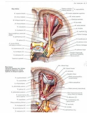 Раскраска анатомия неттера атлас #4 #35196