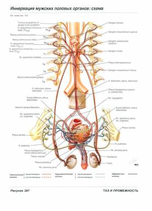 Раскраска анатомия неттера атлас #10 #35202