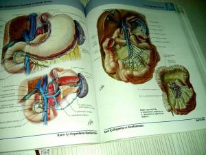 Раскраска анатомия неттера атлас #13 #35205
