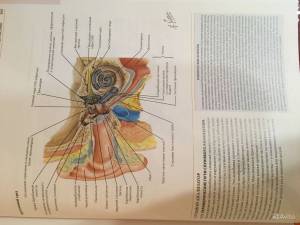 Раскраска анатомия неттера атлас #14 #35206
