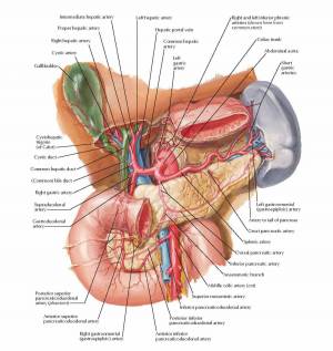 Раскраска анатомия неттера атлас #18 #35210