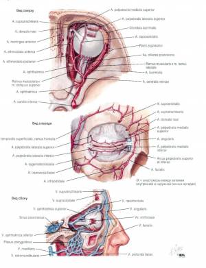 Раскраска анатомия неттера атлас #25 #35217