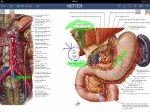 Раскраска анатомия неттера атлас #27 #35219