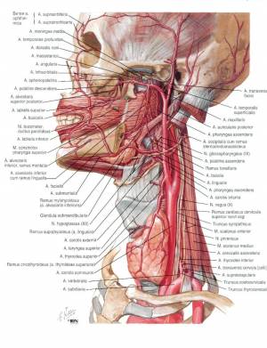 Раскраска анатомия неттера атлас #31 #35223
