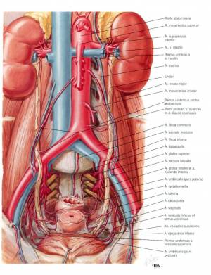 Раскраска анатомия неттера атлас #33 #35225