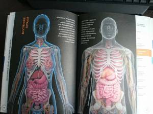Раскраска анатомия человека атлас #3 #35230