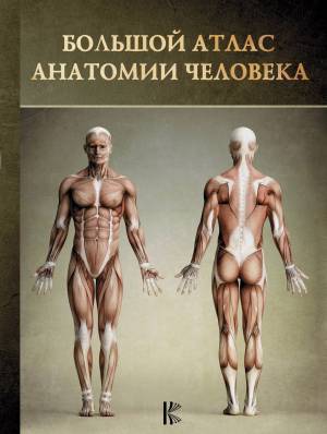 Раскраска анатомия человека атлас #4 #35231