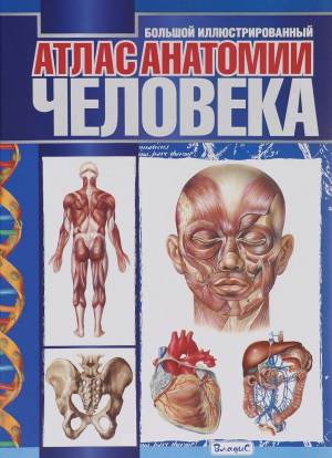 Раскраска анатомия человека атлас #5 #35232