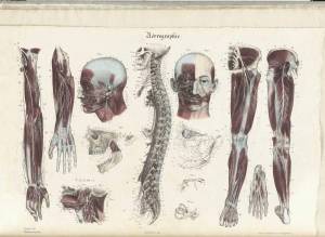 Раскраска анатомия человека атлас #6 #35233