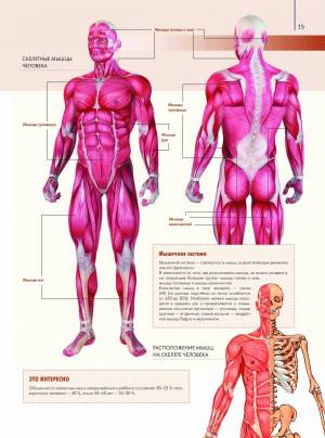 Раскраска анатомия человека атлас #10 #35237