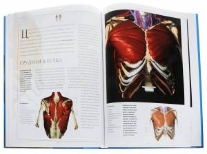 Раскраска анатомия человека атлас #11 #35238