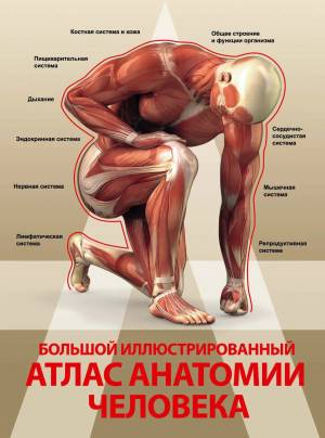 Раскраска анатомия человека атлас #13 #35240