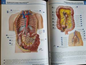 Раскраска анатомия человека атлас #14 #35241