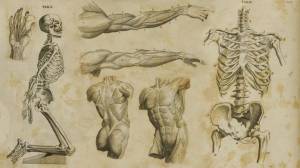 Раскраска анатомия человека атлас #15 #35242