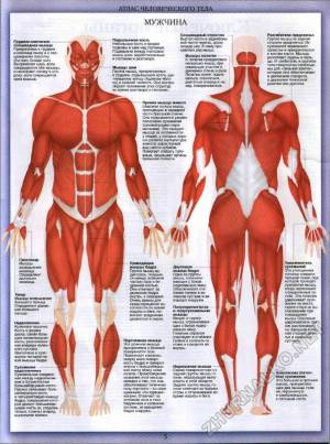 Раскраска анатомия человека атлас #21 #35248
