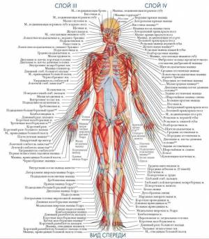 Раскраска анатомия человека атлас #22 #35249