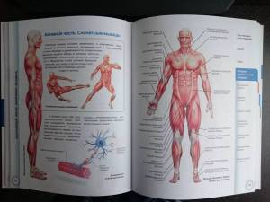 Раскраска анатомия человека атлас #23 #35250