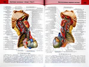 Раскраска анатомия человека атлас #28 #35255