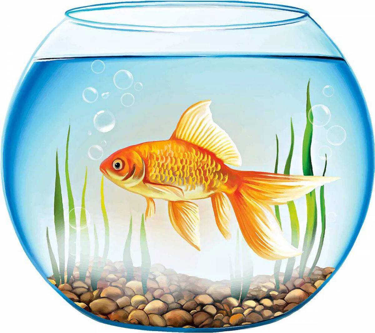 Аквариумные рыбы для детей. Рыбки для аквариума. Золотая рыбка в аквариуме. Аквариум с рыбками для детей. Золотая рібка в аквариуме.