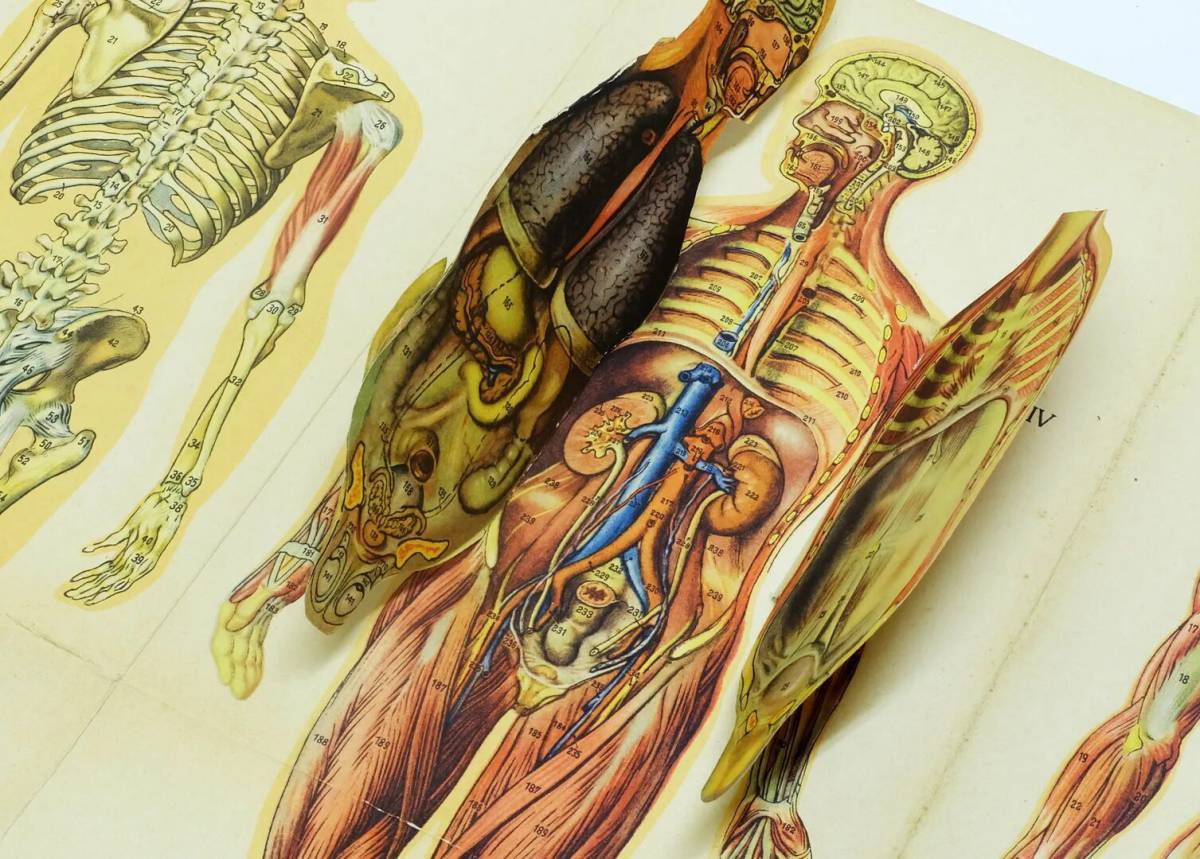 Анатомия твц. Элморский анатомический атлас. Анатомия Стонхауса. Анатомия тела.