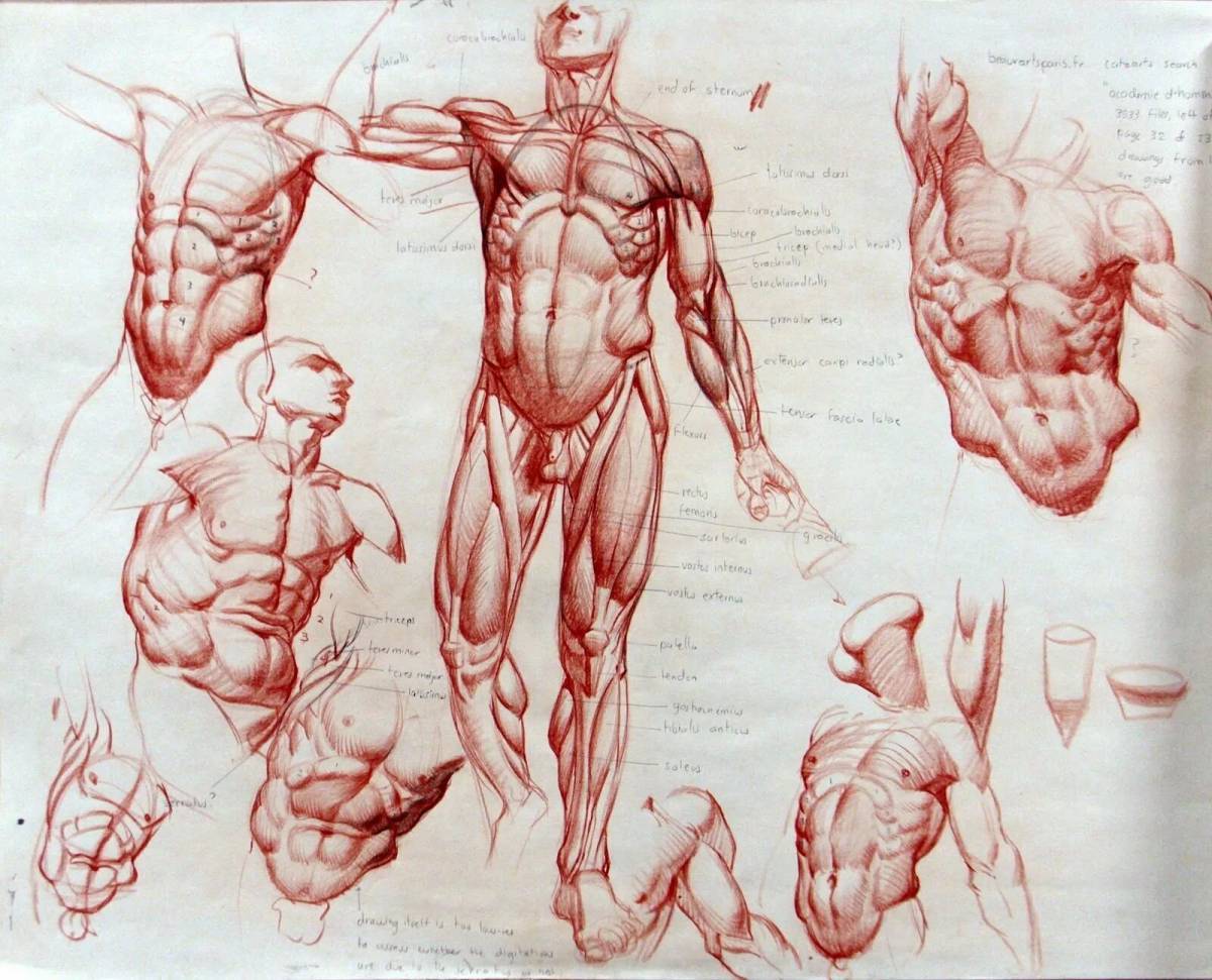 Anatomy reference musculature