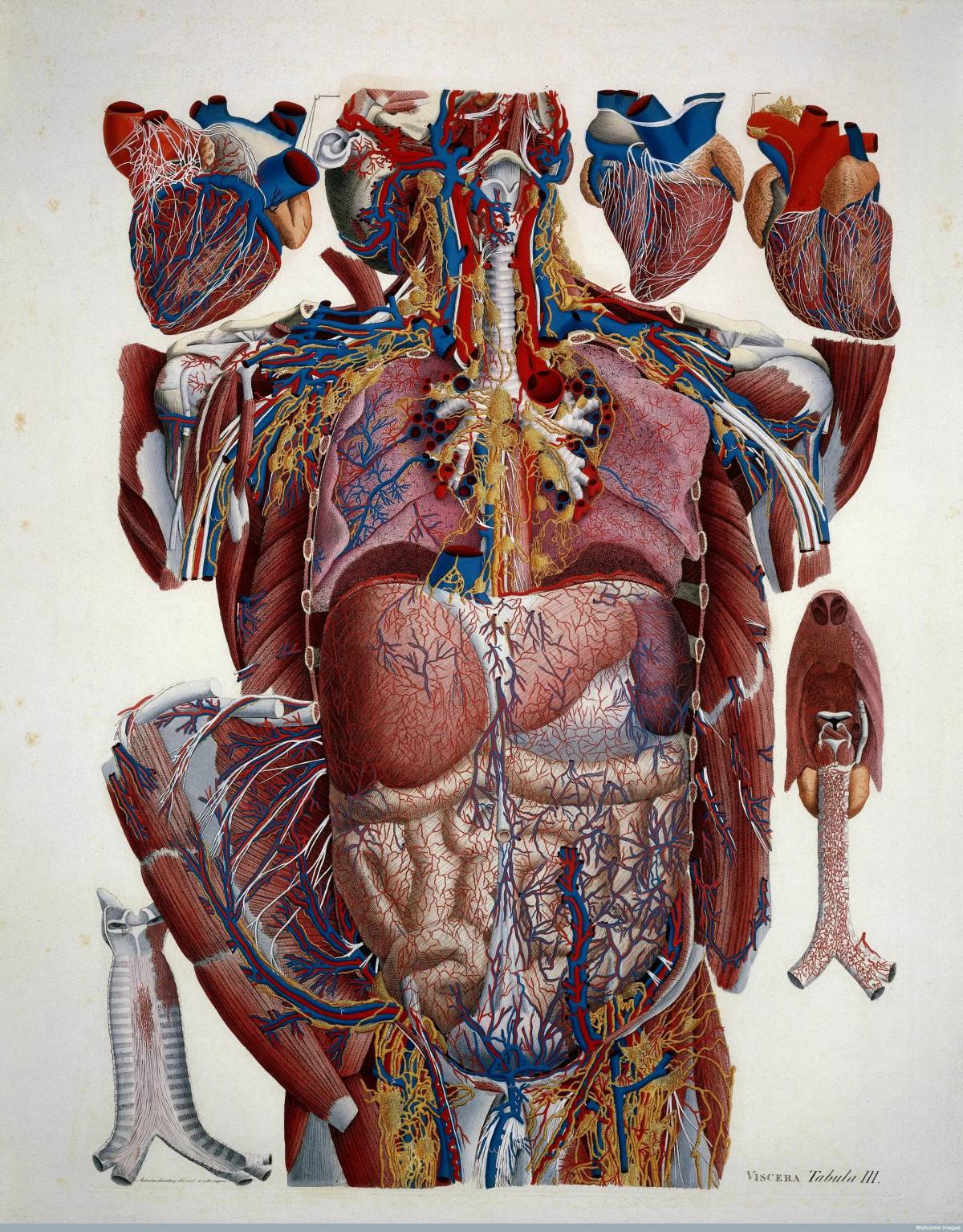 Анатомия #19