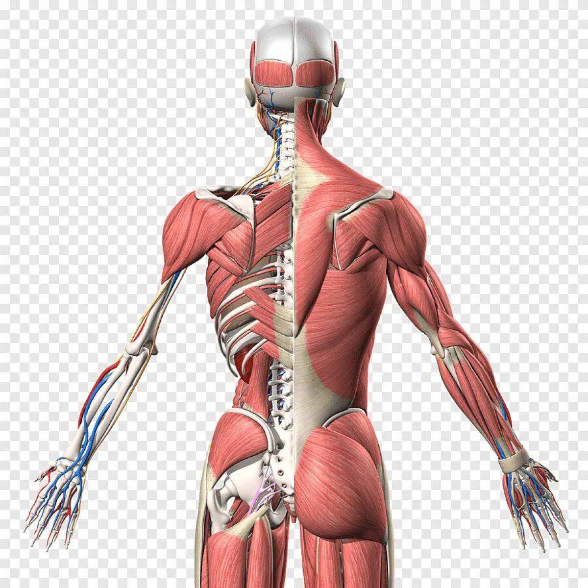 Скелет человека спина. Анатомия человека. Мышечный скелет человека. Анатомия мышц. Скелет с мышцами.