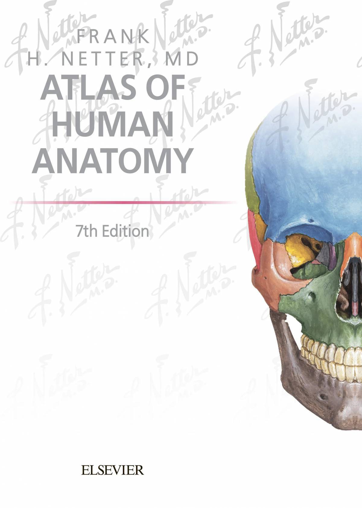 Анатомия неттера атлас #7