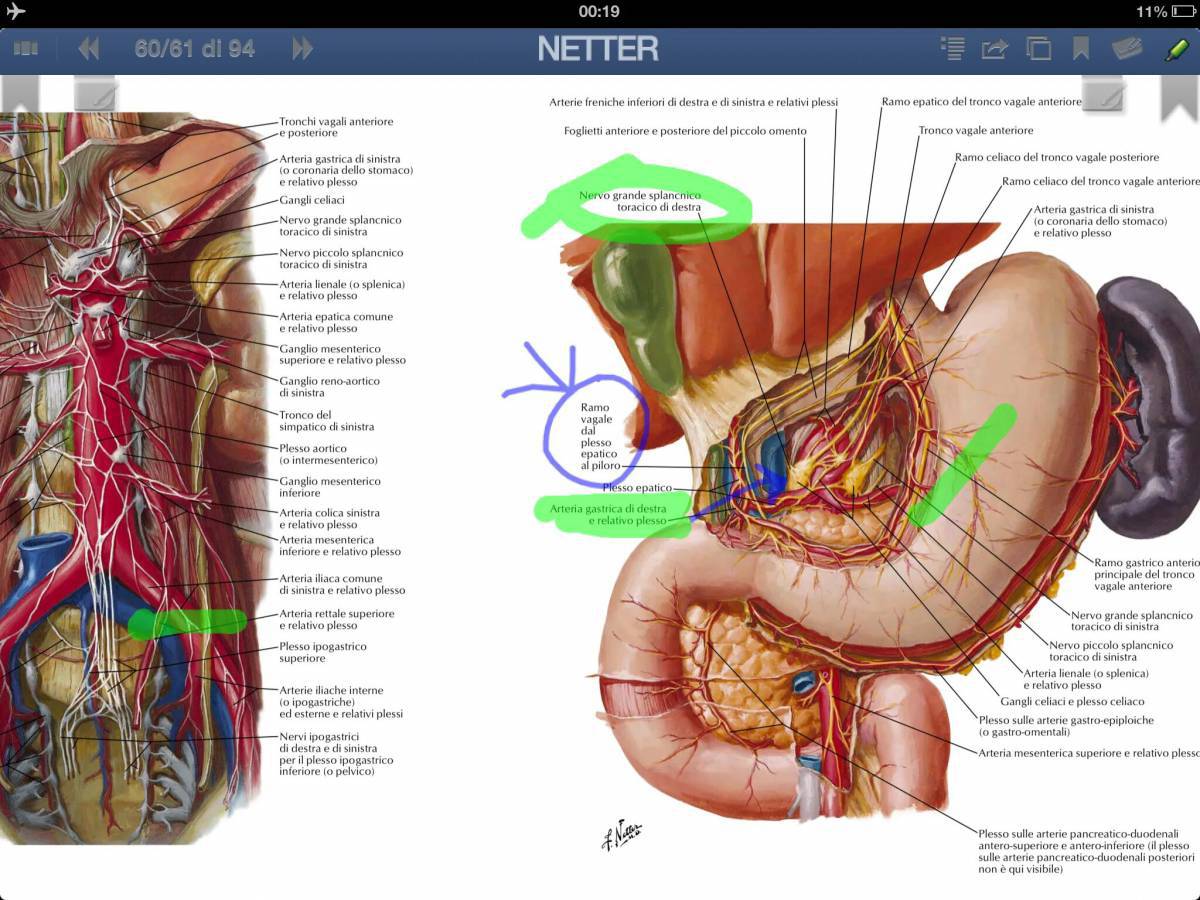 Анатомия неттера атлас #27