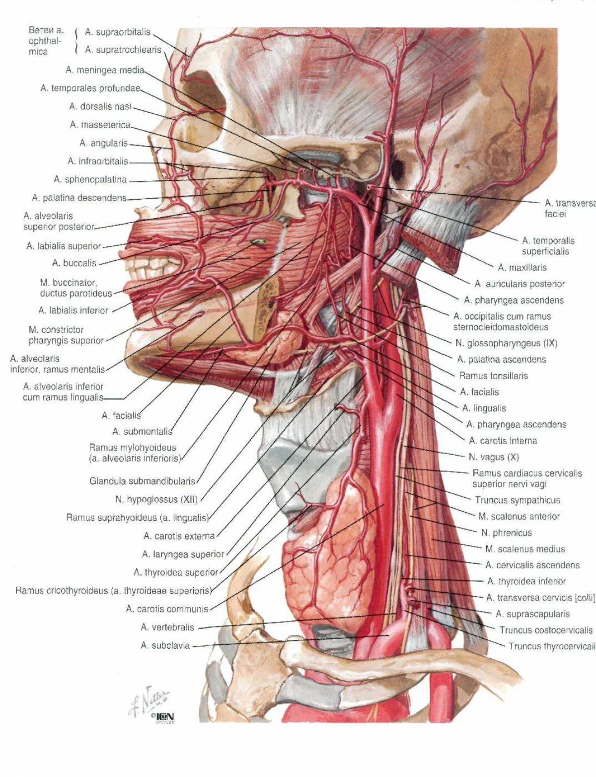 Анатомия неттера атлас #31