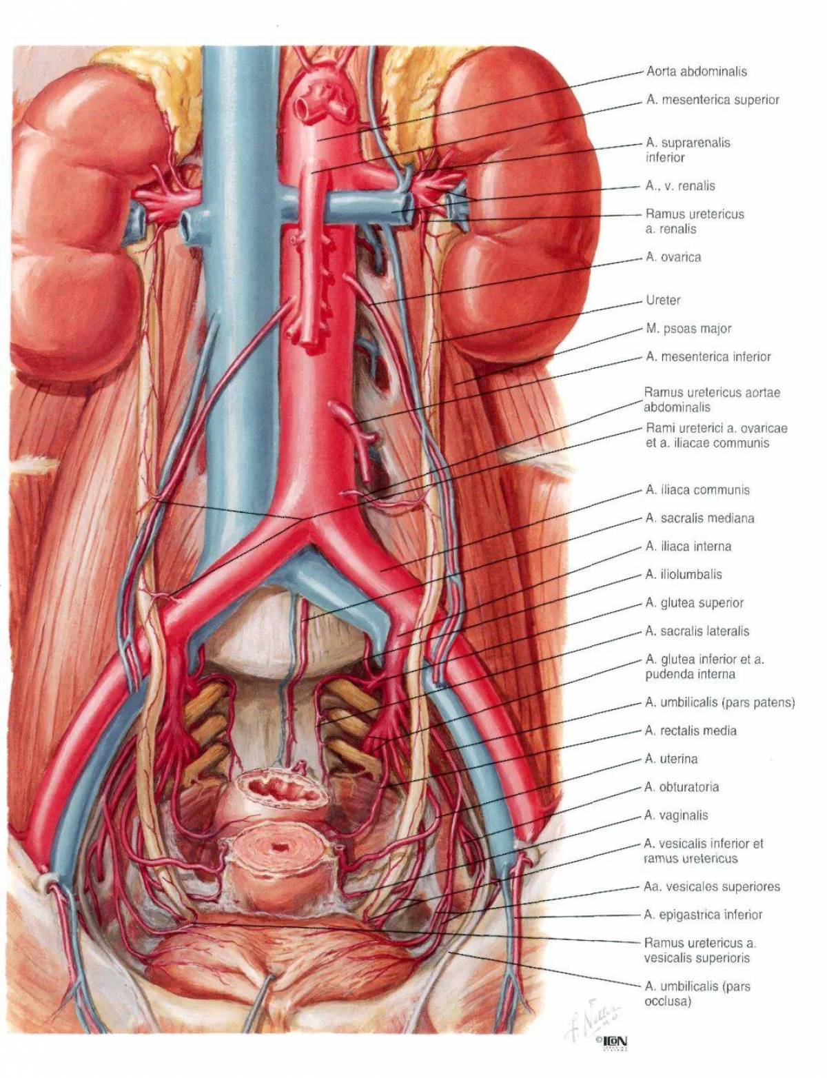 Анатомия неттера атлас #33