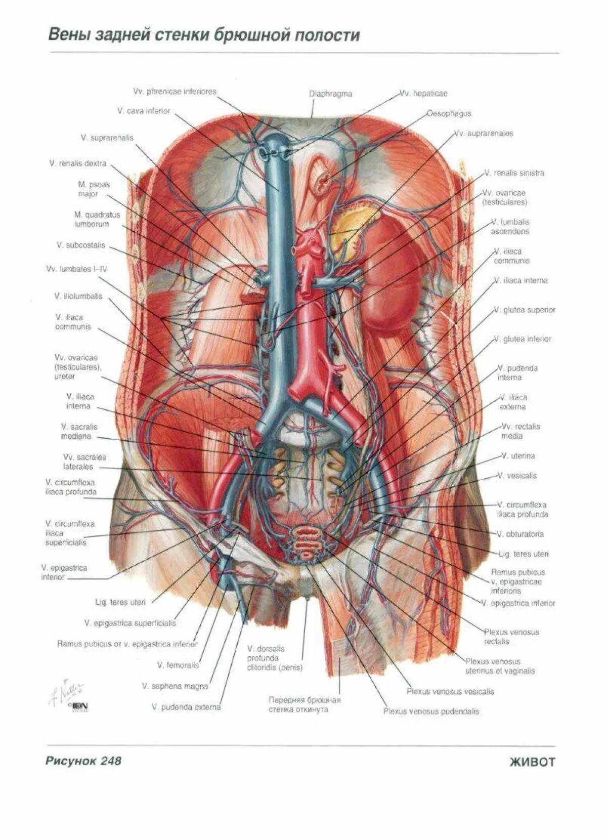 Анатомия неттера атлас #34