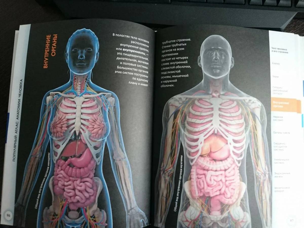 Анатомия человека атлас #3
