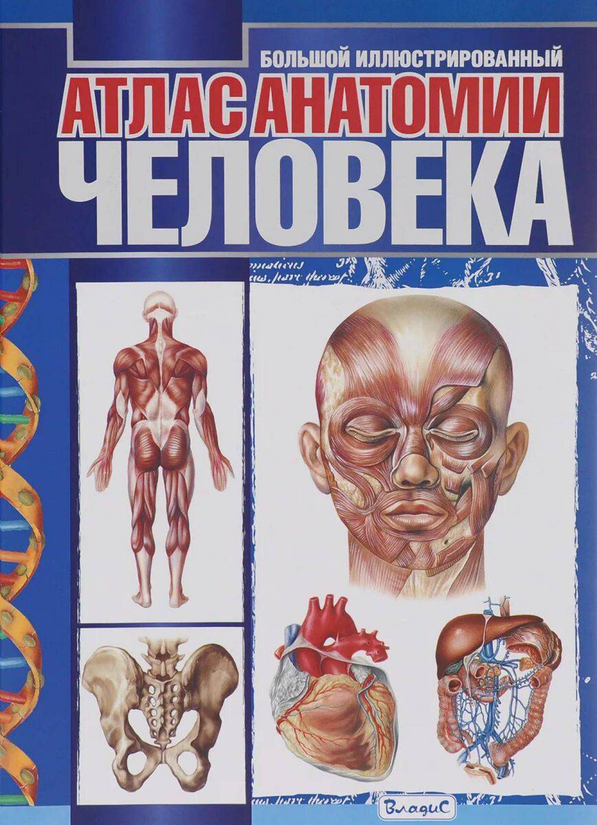 Анатомия человека атлас #5