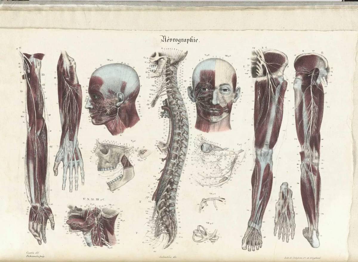 Анатомия человека атлас #6