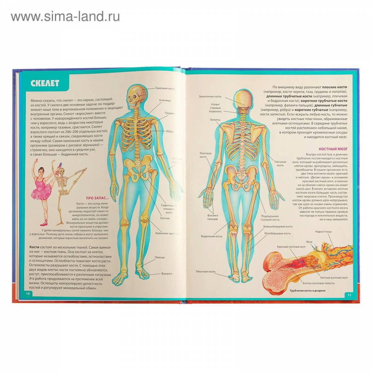 Анатомия человека атлас #16